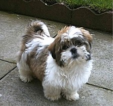 Imagen de Shih Tzu