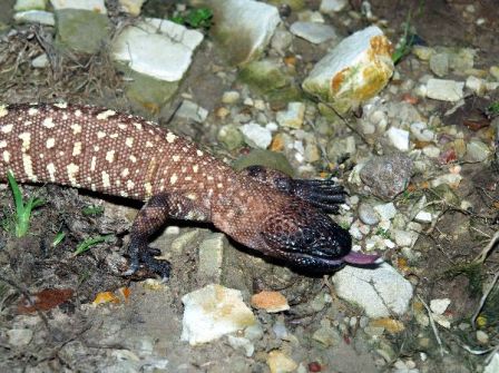 Imagen de Lagarto enchiquirado