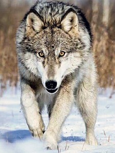 Imagen de Lobo gris