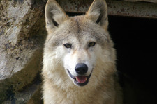 Imagen de Lobo himalayo