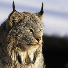 Imagen de Lince euroasiatico