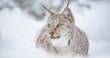 foto de Lince canadiense Imagen de Lince canadiense