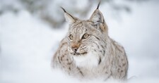 Imagen de Lince canadiense