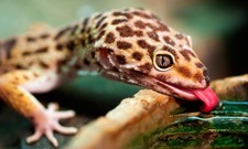 Imagen de Gecko leopardo