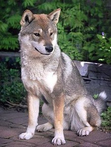 Imagen de Shikoku Inu