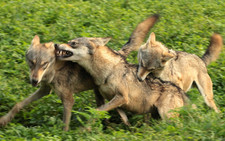 foto de Lobo indio Imagen de Lobo indio