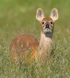 foto de Venado de agua Imagen de Venado de agua