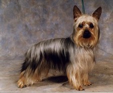 Imagen de Silky Terrier