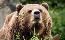 Imagen de Oso kodiak