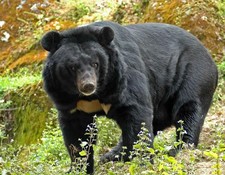 Imagen de Oso negro asitico