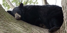 Imagen de Oso negro americano