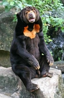 foto de Oso malayo Imagen de Oso malayo