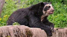 Imagen de Oso de los anteojos