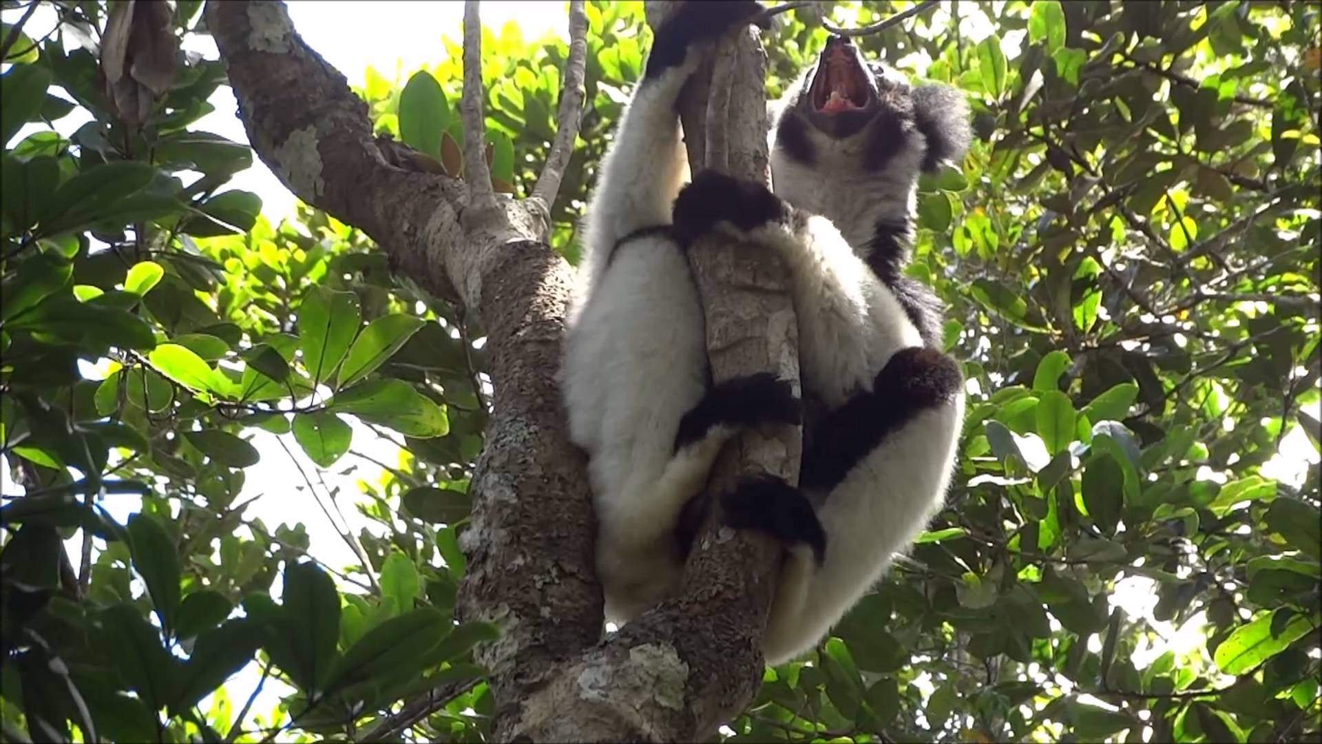foto de Lemur indri Imagen de Lemur indri