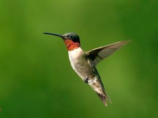 foto de Colibri garganta roja Imagen de Colibri garganta roja