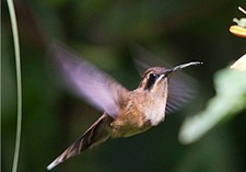 foto de Colibri ermitaño golirayado Imagen de Colibri ermitaño golirayado