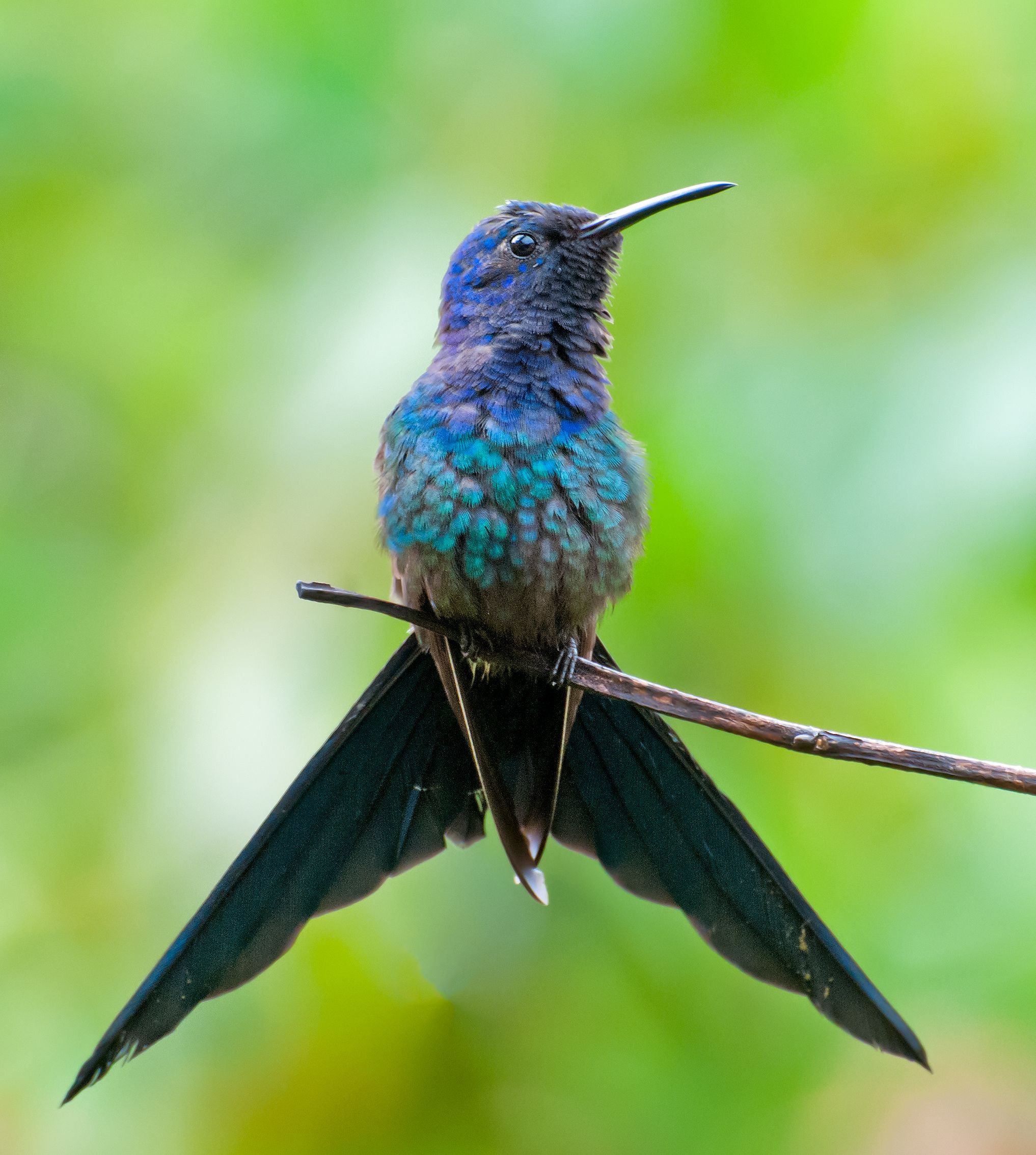 Imagen de Colibri golondrina