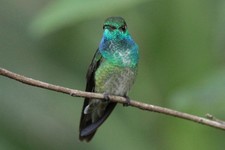 Imagen de Colibri diamante de capucha azul