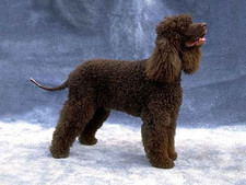 Imagen de Spaniel de Agua Irlands