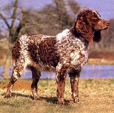 Imagen de Spaniel de Pont-Audemer