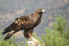 foto de Aguila real Imagen de Aguila real