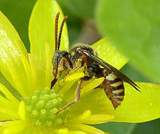 Imagen de Abejas parasitas