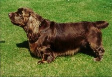 Imagen de Spaniel de Sussex