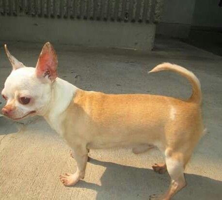 Imagen de Chihuaha cabeza de manzana