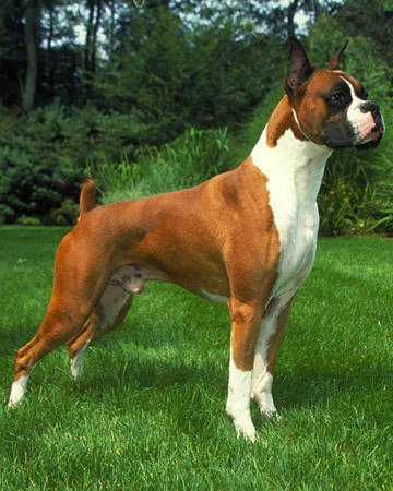 Imagen de Perro boxer americano