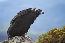 foto de Buitre negro Imagen de Buitre negro