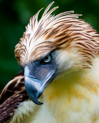 foto de Aguila filipina Imagen de Aguila filipina