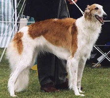 Imagen de Borzoi