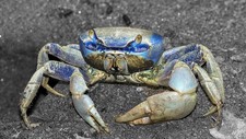 Imagen de Cangrejo azul del Atlntico