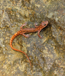 Imagen de Salamandra de cueva