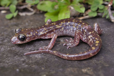 Imagen de Salamandra arborea