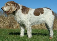 Imagen de Spinone Italiano