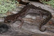 Imagen de Salamandra nublada