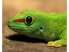 Imagen de Salamandra verde