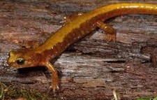 Imagen de Salamandra de Van Dyke