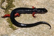 Imagen de Salamandra de patas rojas