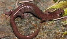 Imagen de Salamandra zigzag del Norte