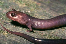 Imagen de Salamandra de Red Hills