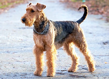 Imagen de Aridale terrier