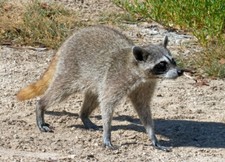 Imagen de Mapache de Cozumel