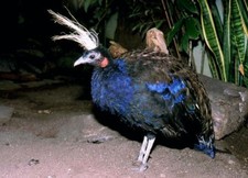 foto de Pavo real del Congo Imagen de Pavo real del Congo
