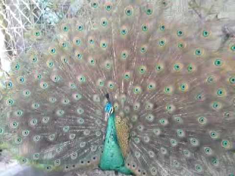 Imagen de Pavo real verde