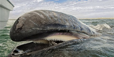 Imagen de Ballena gris