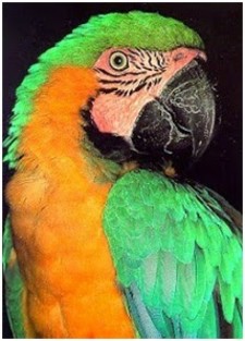 Imagen de Guacamayo jamaicano verdiamarillo