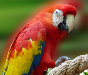 Imagen de Guacamayo de Saint Croix