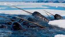 foto de Ballena narval Imagen de Ballena narval